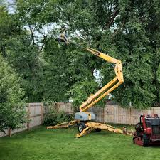 How Our Tree Care Process Works  in  Swannanoa, NC